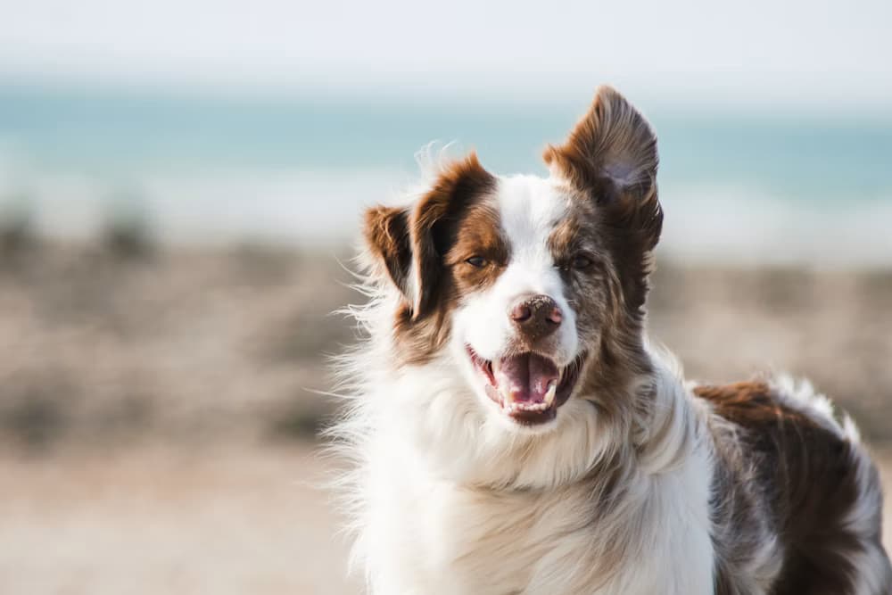 A happy dog on a beach