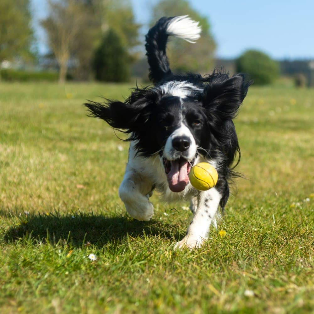 A collie running with a ball