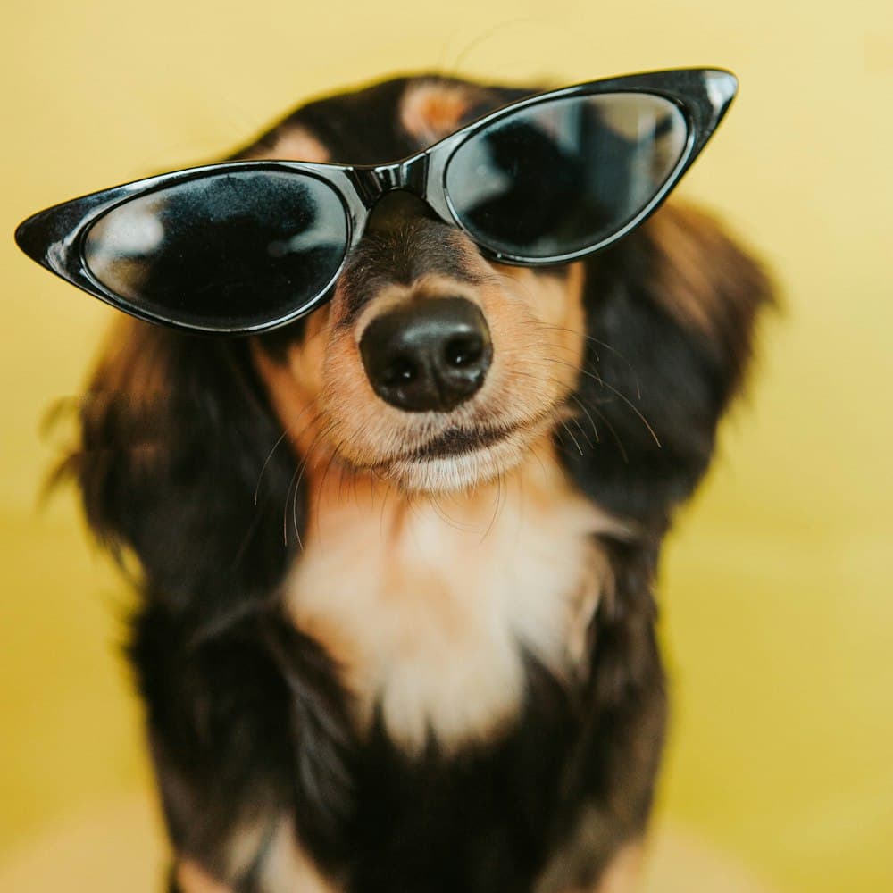 A dog wearing sunglasses