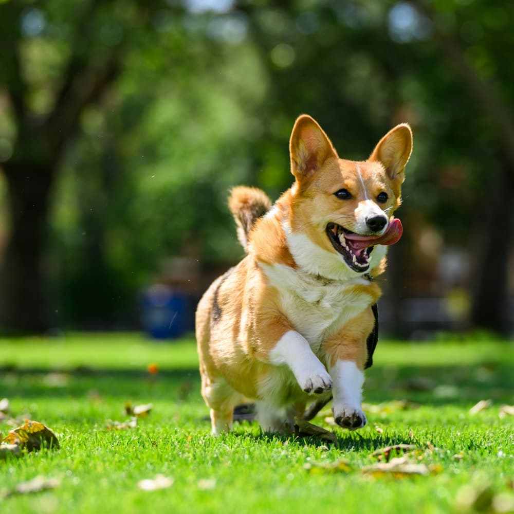 Mochi, one of the pack