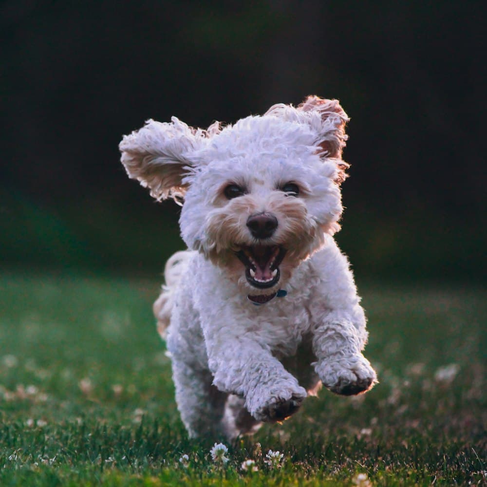 Pom, one of the pack