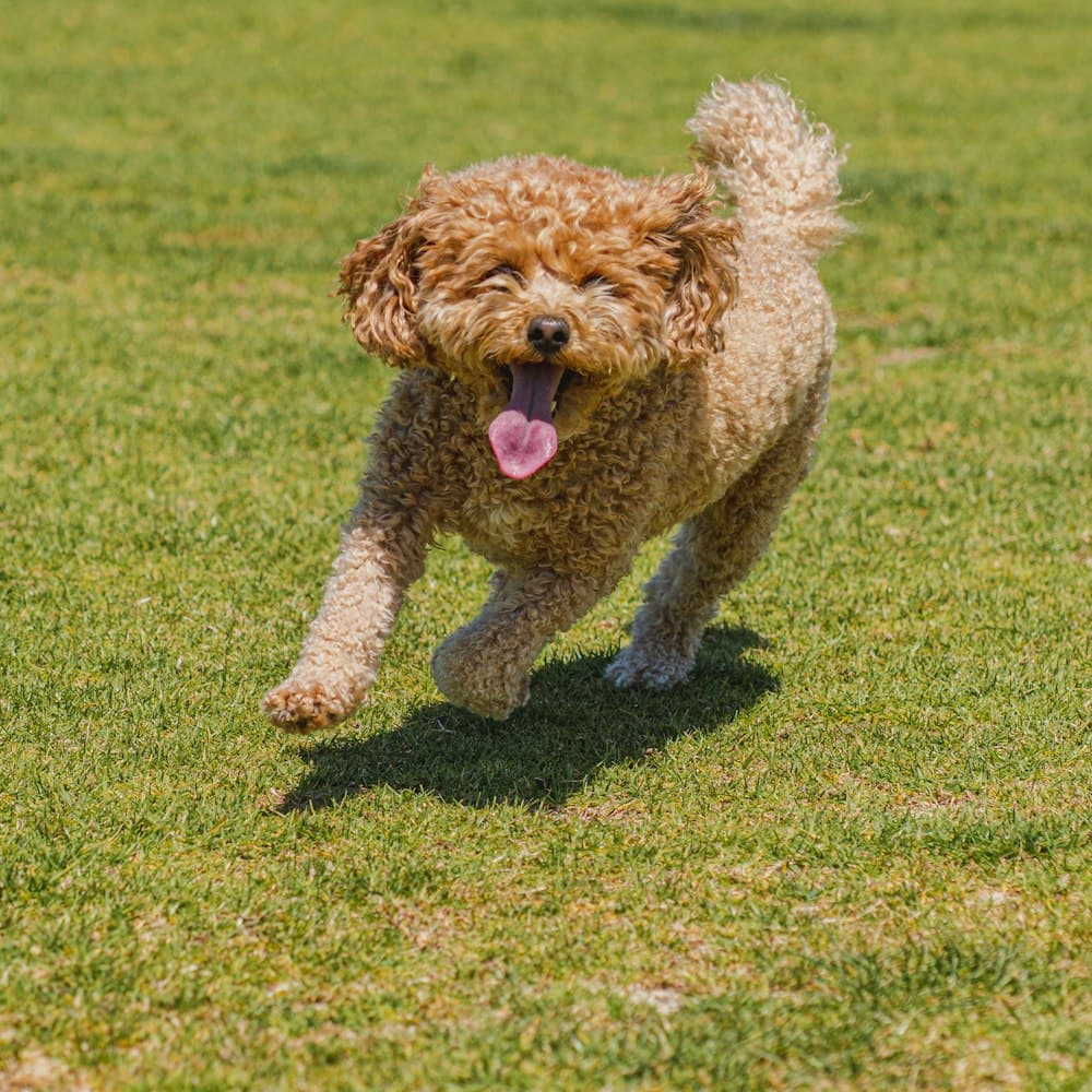 Biscotti, one of the pack