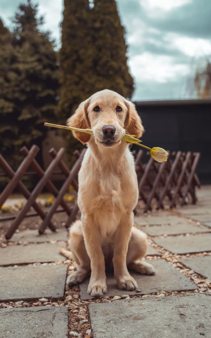 A golden retriever sitting on a path