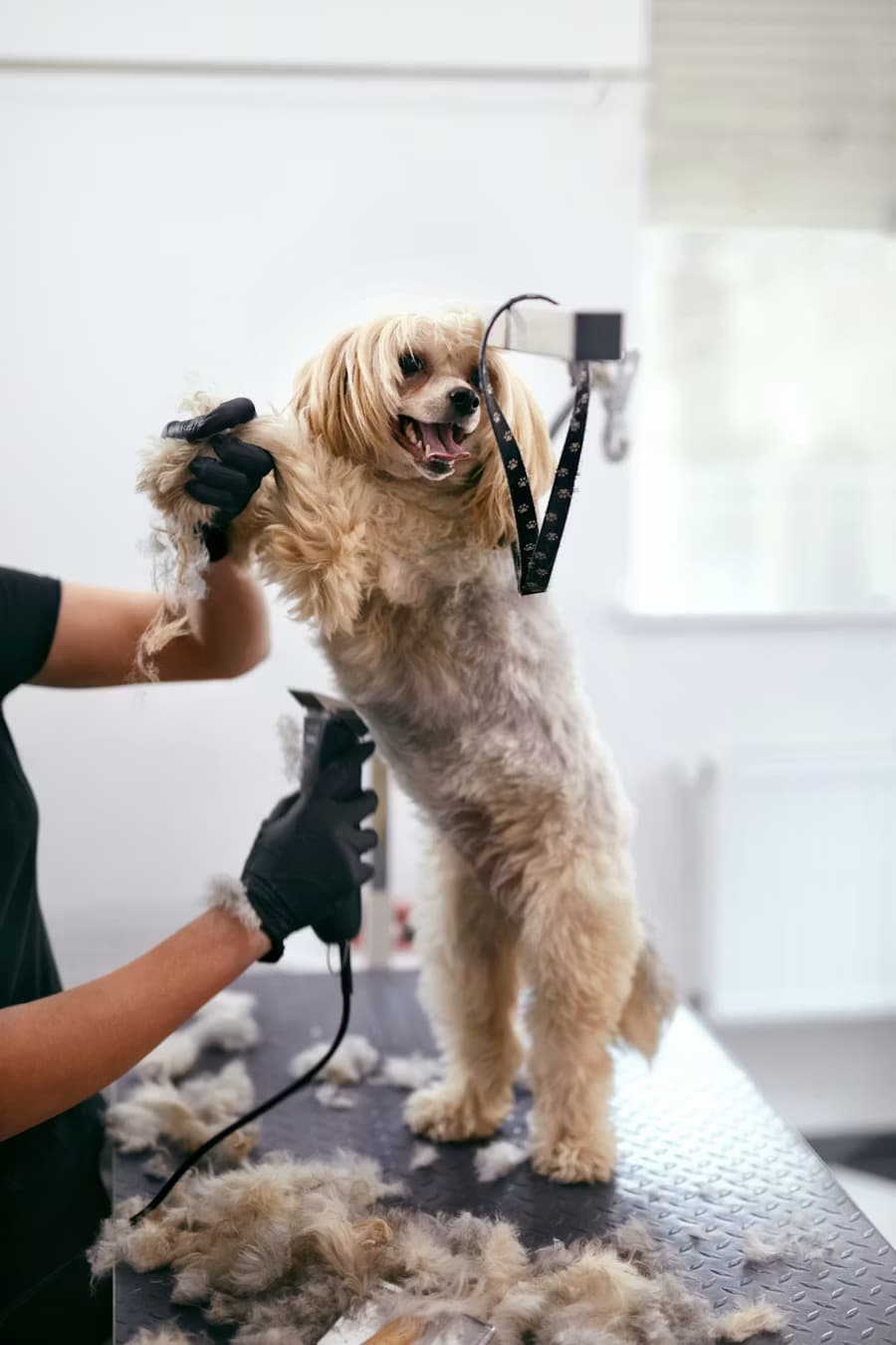 A fluffy dog being groomed