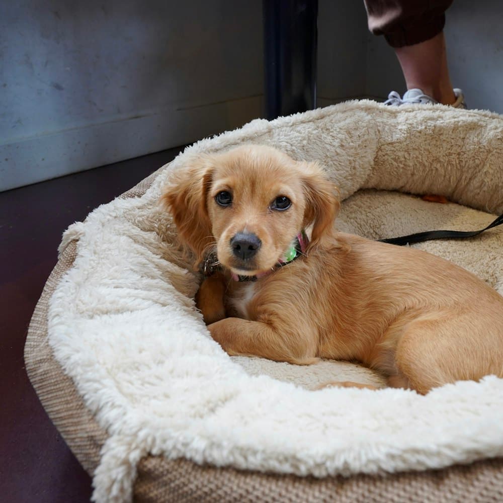 A puppy curled up in a round bed