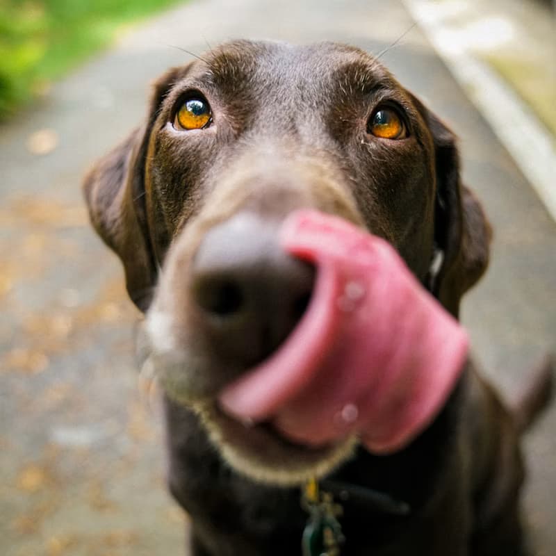 A dog licking its nose after a treat
