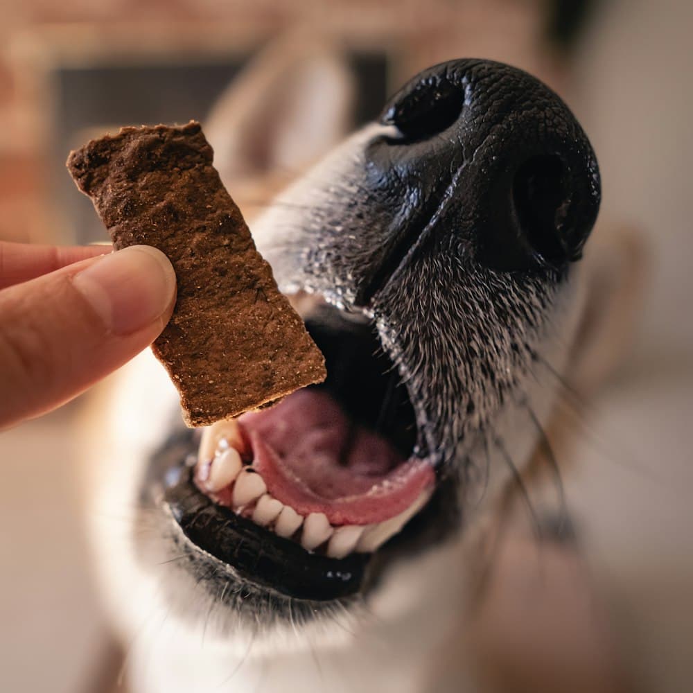 Peanut butter bites